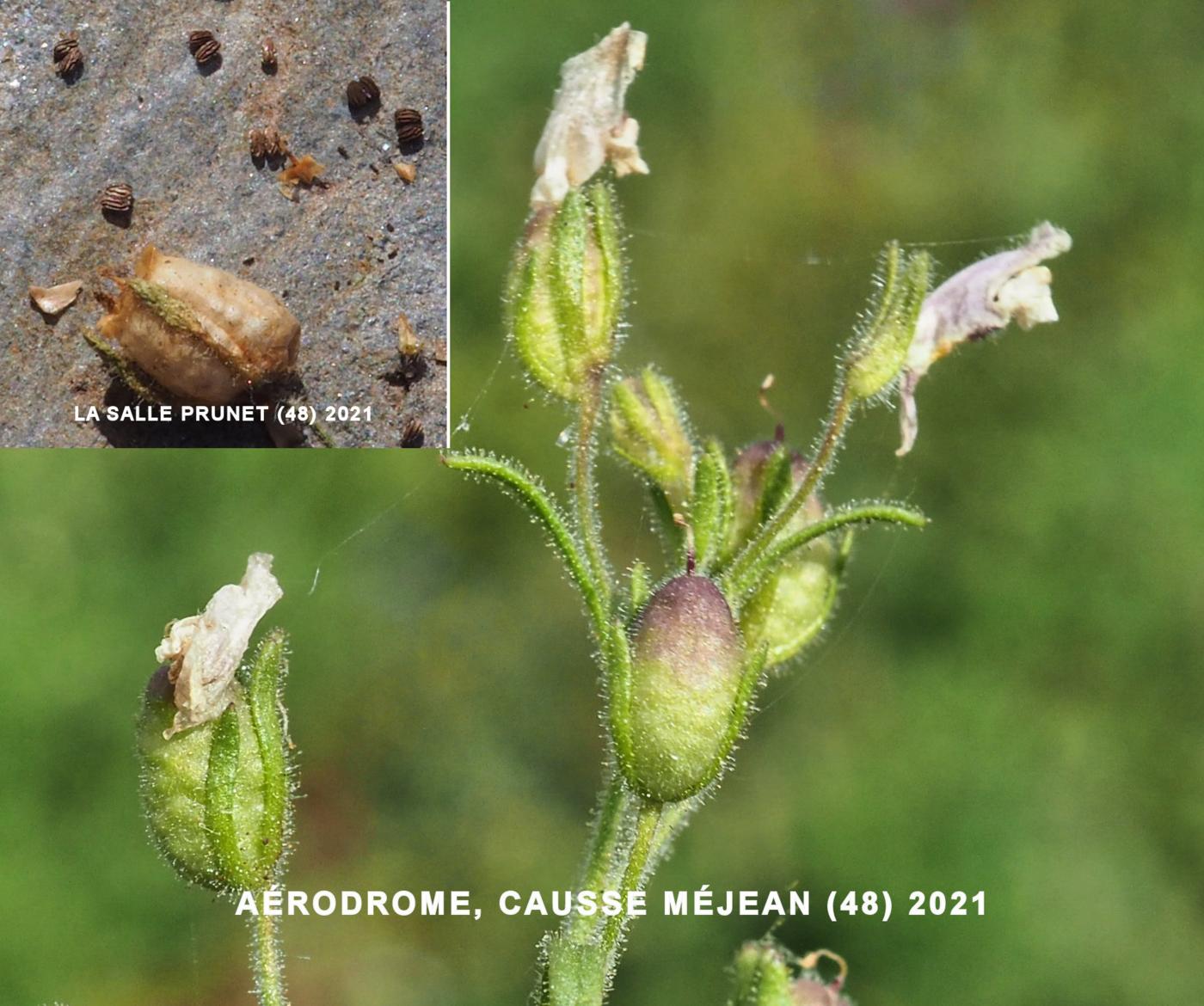 Toadflax, Small fruit